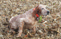 Setter Anglais CKITTY DU MAS D'EYRAUD Setter Anglais CKITTY DU MAS D'EYRAUD